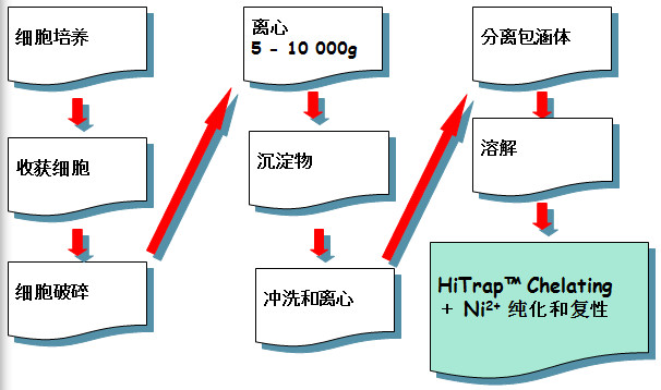 宽恕体蛋白纯化和复性的根基步骤 宽恕体蛋白纯化和复性的根基步骤