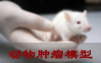 幼鼠肿瘤模型 幼鼠肿瘤模型