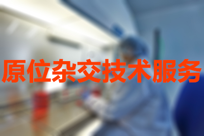 原位杂交技术服务 原位杂交技术服务