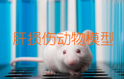肝危险动物模型