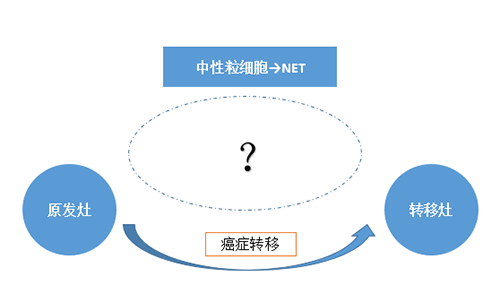 NET可能会通过某些方式“捕获”或“唤醒”癌细胞，从而造成癌细胞的迁徙。