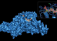 Science重磅！一种“分子剪刀”若何成为COVID-19药物的重要靶标？