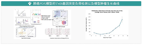 肺癌PDX模型的TMB基因突变负荷检测以及模型肿瘤成长曲线