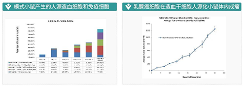 模式幼鼠产生的人源造血细胞和免疫细胞-乳腺癌细胞在造血干细胞人源化幼鼠体内成瘤