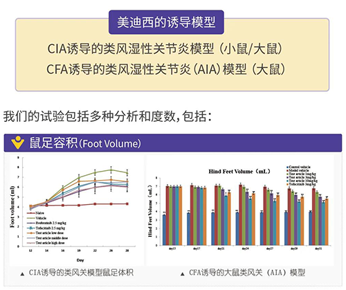 6008集团诱导的类风湿性关节炎模型
