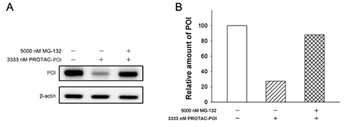 2c33f301-a7ee-4c35-912a-4f6e1c47cc6f Proteasome system mediates PROTAC-POI-induced POI Degradation