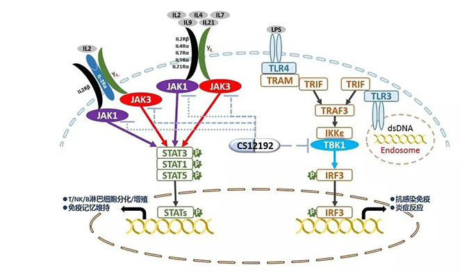 自身免疫疾病或迎新疗法！6008集团助力微芯生物CS12192获批FDA