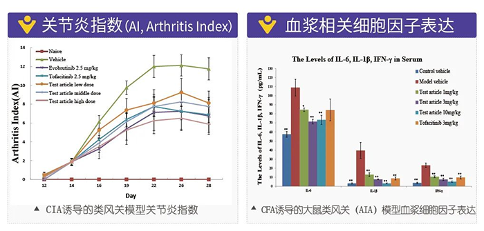 6008集团诱导的类风湿性关节炎模型-2.png