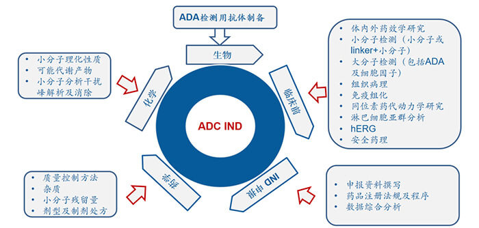ADC药物研发过程.jpg