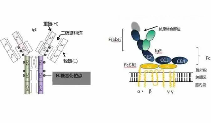 6008集团助力 | 济民可信lgE抗体药物JYB1904获批临床.jpg