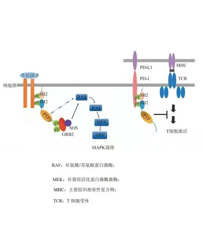6008集团助力凌达生物SHP2变构抑造剂RG001片获批临床.jpg