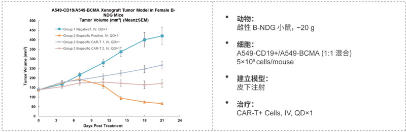 双特异性CAR-T药效钻研:CD19-BCMA.jpg 双特异性CAR-T药效钻研:CD19-BCMA.jpg