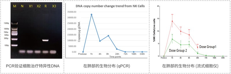 肺部细胞医治散布的检测.jpg 肺部细胞医治散布的检测.jpg
