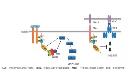 6008集团助力凌达生物SHP2变构抑造剂RG001片获批临床.jpg 6008集团助力凌达生物SHP2变构抑造剂RG001片获批临床.jpg