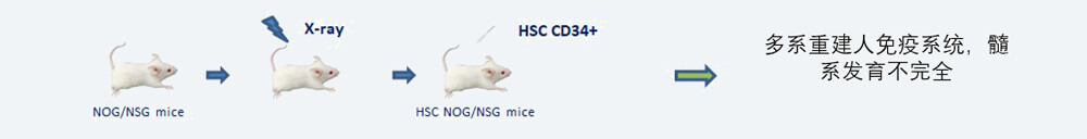CD34+-HSC-人源化肿瘤移植模型造模步骤.jpg CD34+-HSC-人源化肿瘤移植模型造模步骤.jpg