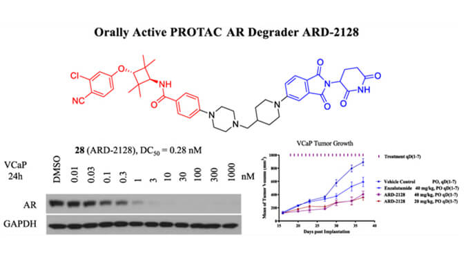 ARD-2128是一种PROTAC AR降解剂，拥有杰出的血浆和微粒体不变性，本钻研中体表不变性和PK钻研通过6008集团进行