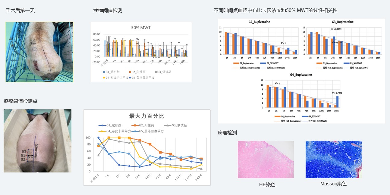 案例1:复方造剂对巴马幼型猪术后急性疼痛模型的镇痛试验.jpg 案例1:复方造剂对巴马幼型猪术后急性疼痛模型的镇痛试验.jpg